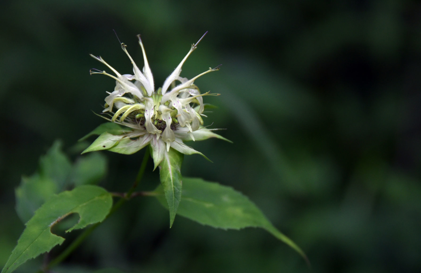 Buffalo Mountain Natural Area Preserve